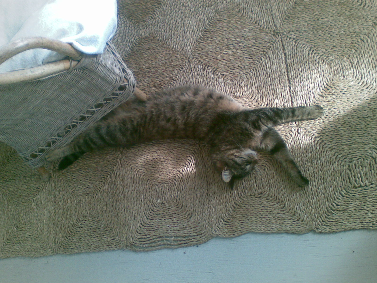 Muffin viser lige yoga-stillingen Den Kosmiske Danser