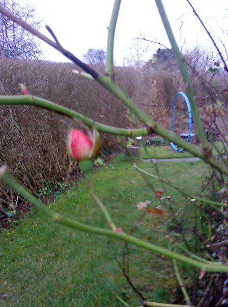 Et lille skud p min Louise Odier-rose.